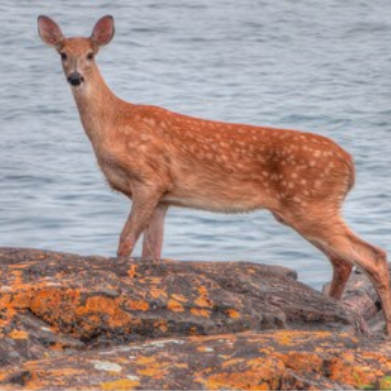 Deer on lake shore